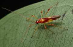 Ragwelellus rubrinus