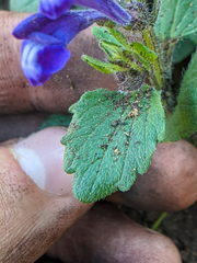 Scutellaria tuberosa