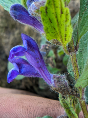 Scutellaria tuberosa
