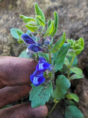 Scutellaria tuberosa
