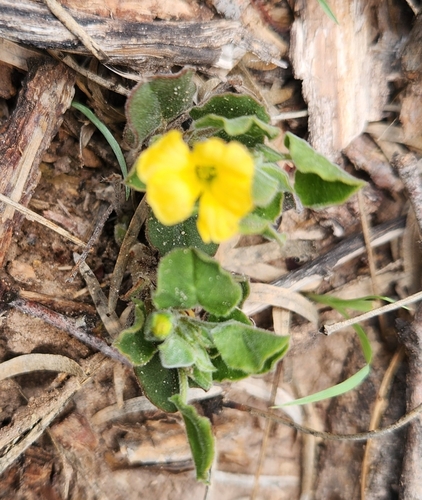 peonyleaf woodsorrel