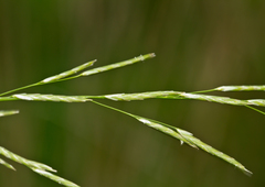 Leersia