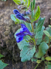 Scutellaria tuberosa