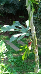 Aristolochia cucurbitifolia