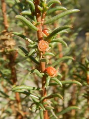 Gyrostemon australasicus