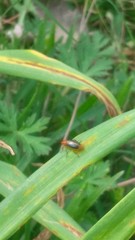 Phyllobrotica