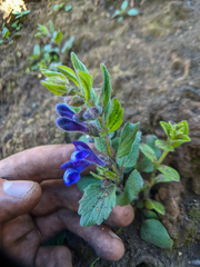 Scutellaria tuberosa