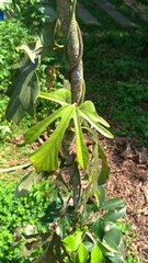 Aristolochia cucurbitifolia