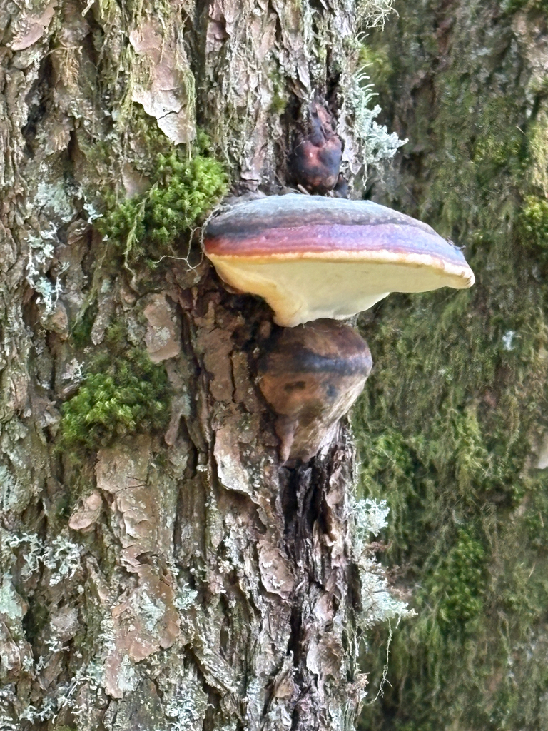 Fomitopsis mounceae · April 2026 · photo: © aerin_j (iNaturalist, cc-by)