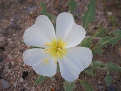 Oenothera deltoides