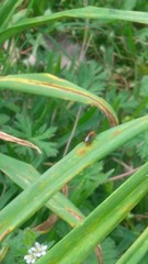 Phyllobrotica