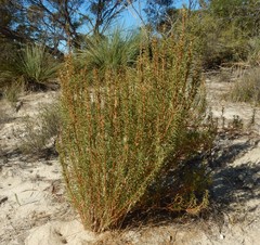 Gyrostemon australasicus