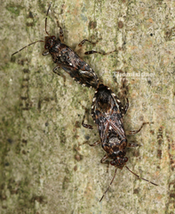 Dinomachus sikhimensis