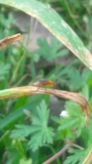 Phyllobrotica