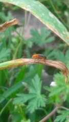 Phyllobrotica
