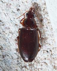 Plochionus timidus