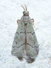 Cacotherapia flexilinealis