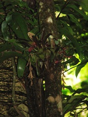 Tillandsia leiboldiana