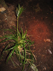 Lemeltonia monadelpha