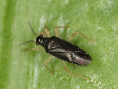 Harpedona marginata