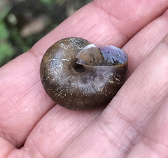 Helminthoglypta diabloensis