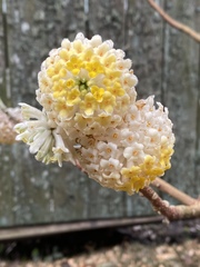 Edgeworthia chrysantha