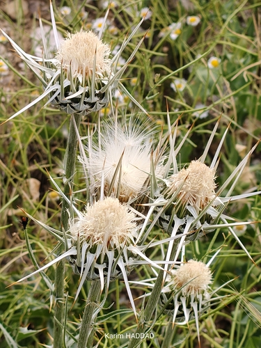 Silybum eburneum, photograph 1