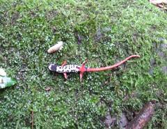 Salamandrina perspicillata