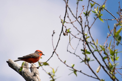 Pyrocephalus rubinus