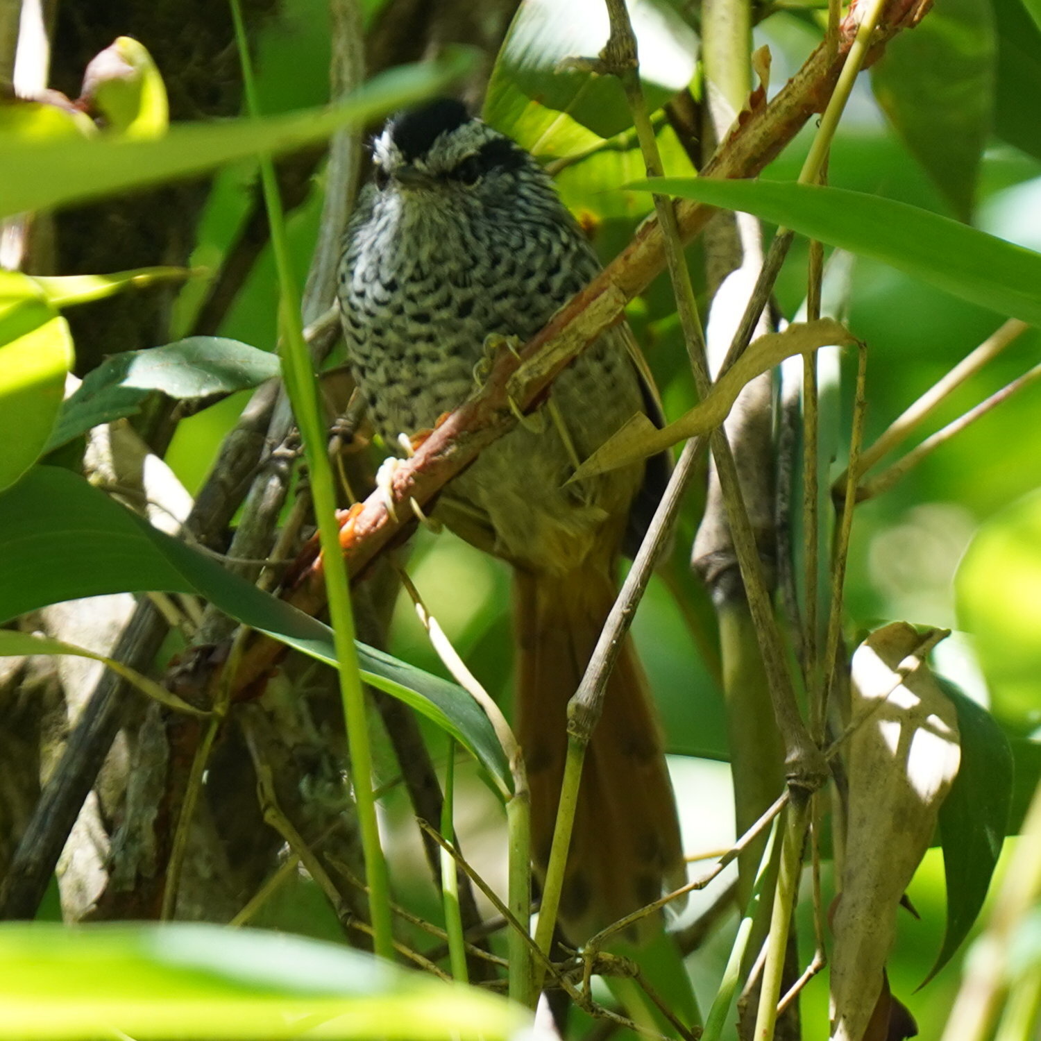 Rufous-tailed Antbird (Drymophila genei), photo 8