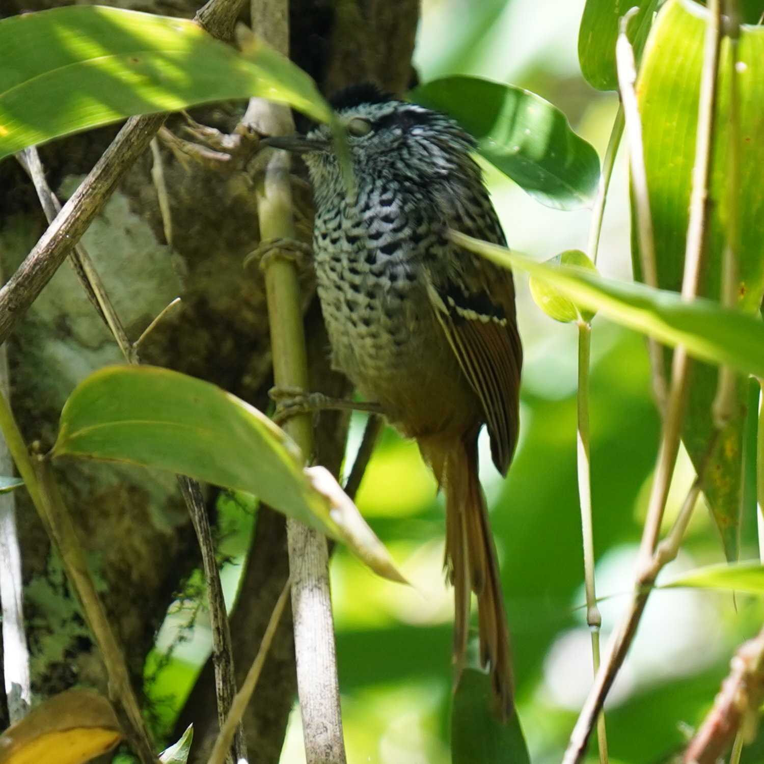Rufous-tailed Antbird (Drymophila genei), photo 9
