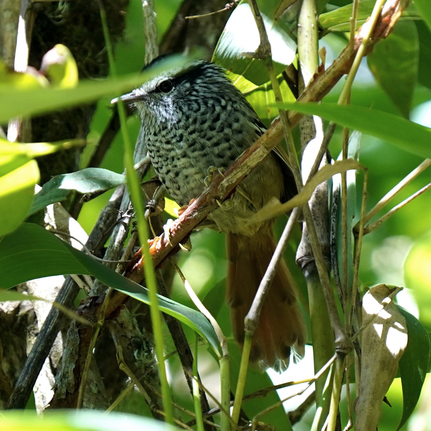 Rufous-tailed Antbird (Drymophila genei), photo 7