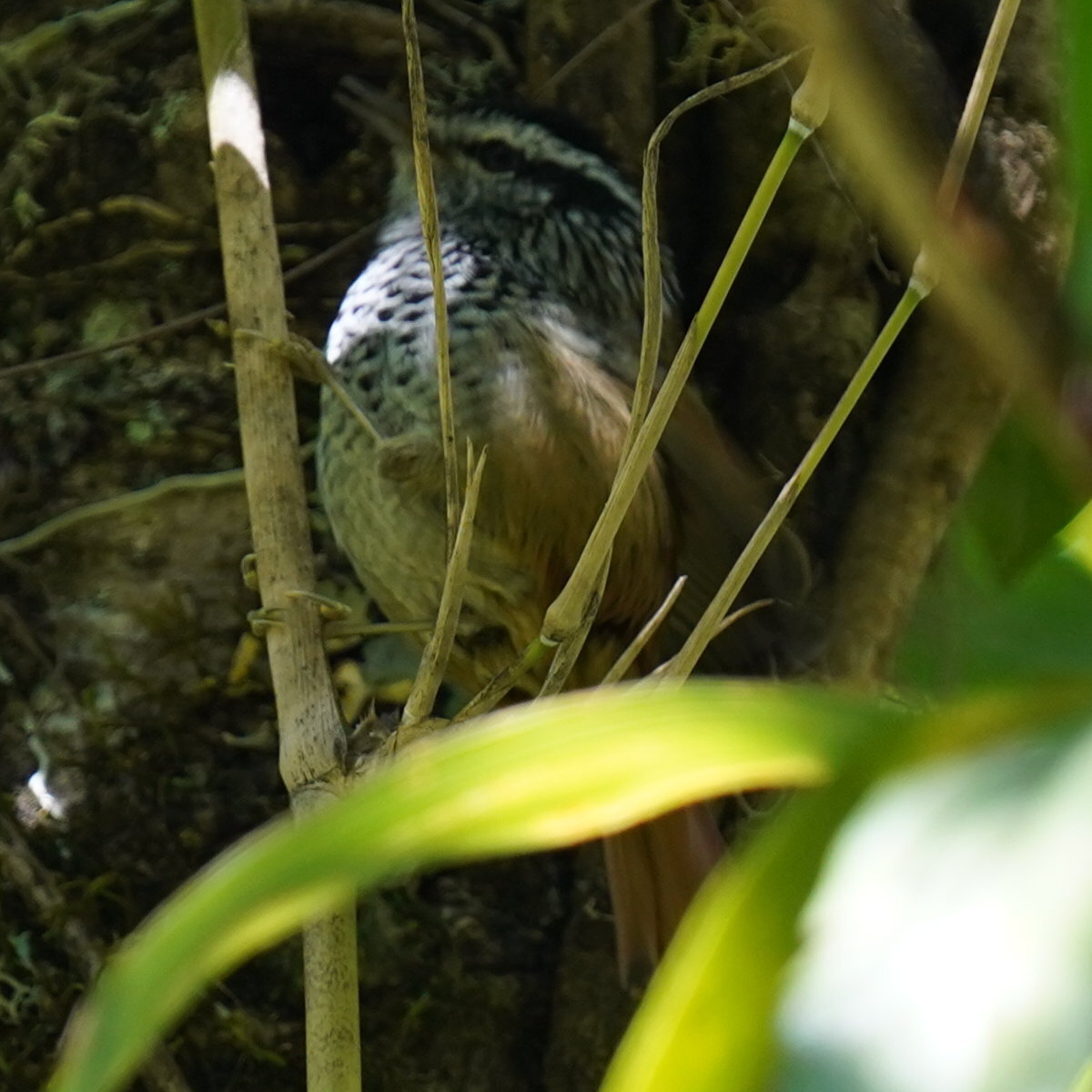 Rufous-tailed Antbird (Drymophila genei), photo 10