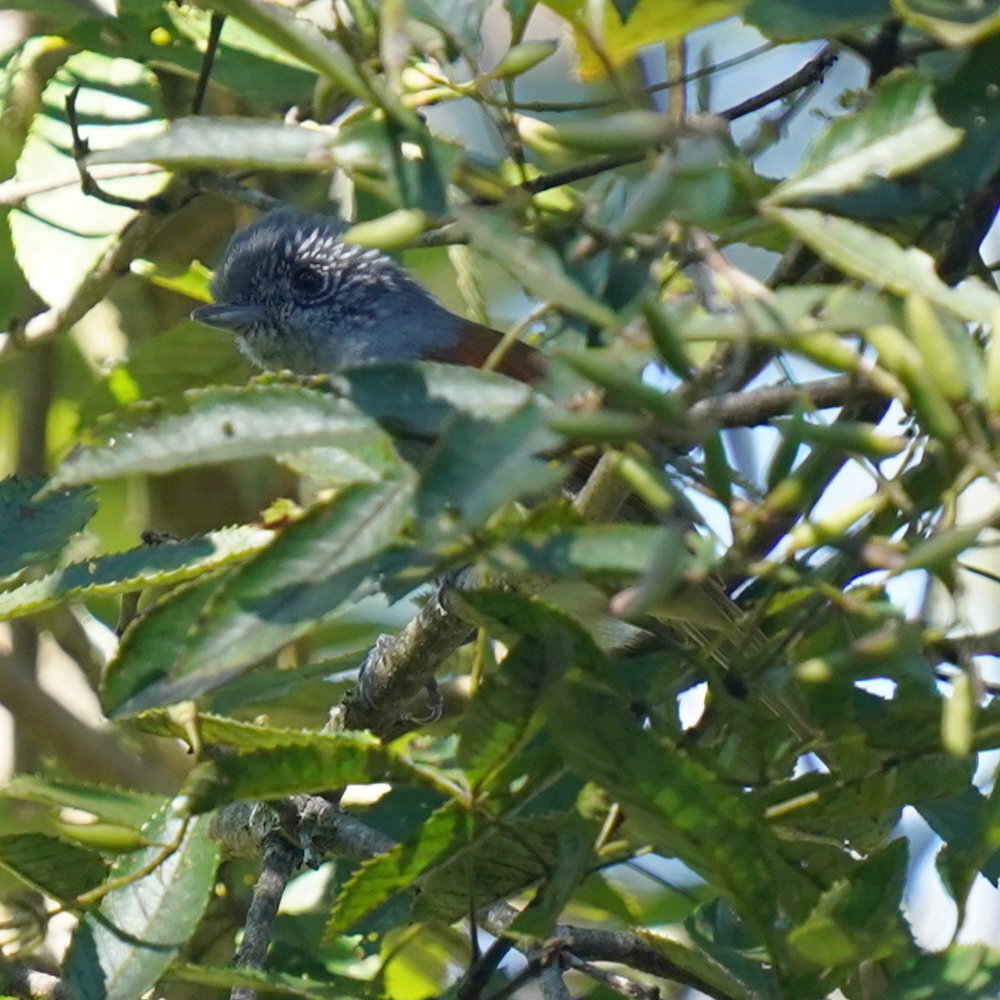 Rufous-backed Antvireo (Dysithamnus xanthopterus), photo 6