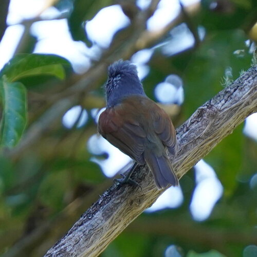 Rufous-backed Antvireo (Dysithamnus xanthopterus), photo 2