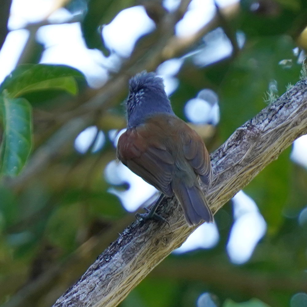 Rufous-backed Antvireo (Dysithamnus xanthopterus), photo 2