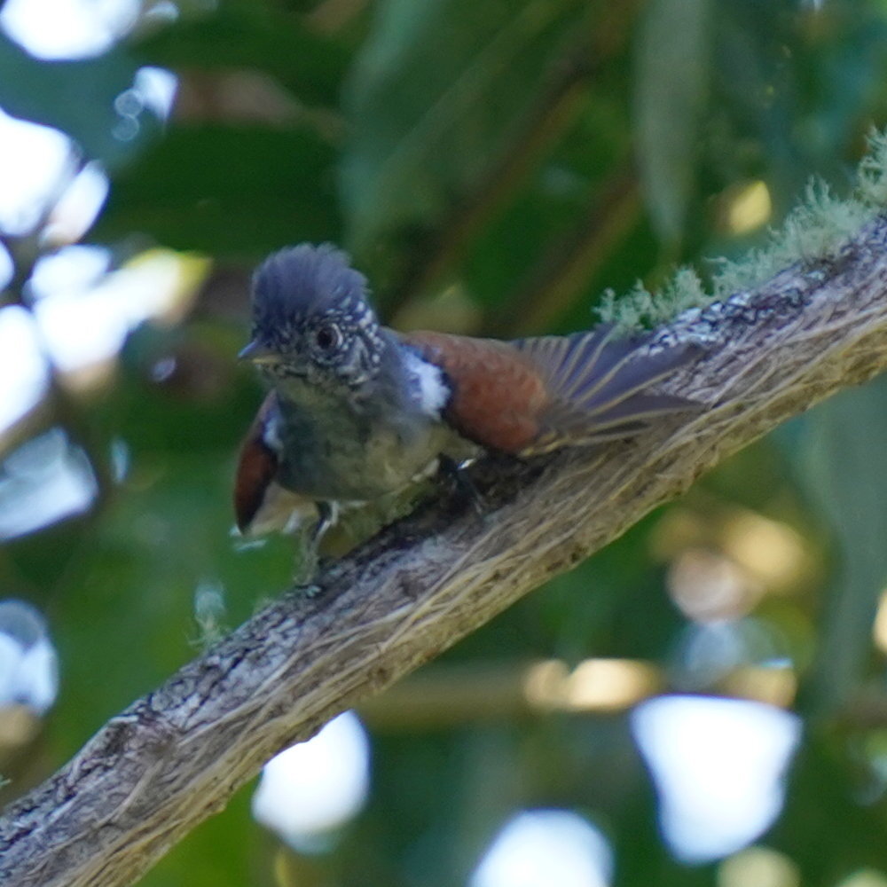 Rufous-backed Antvireo (Dysithamnus xanthopterus), photo 1