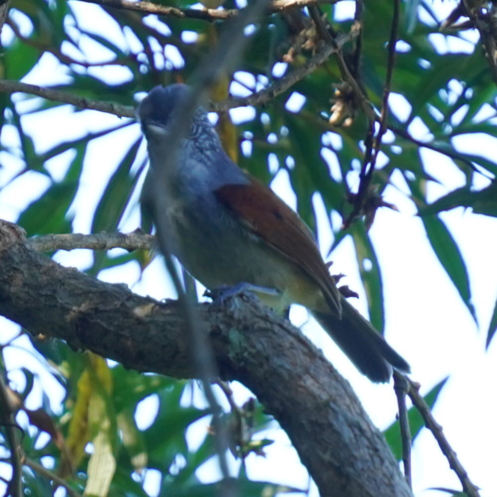 Rufous-backed Antvireo (Dysithamnus xanthopterus), photo 5