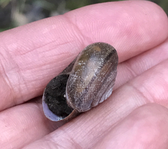 Helminthoglypta diabloensis