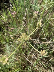 Lomatium