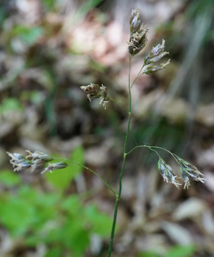 Anthoxanthum australe (Anthoxanthum australe)