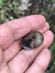 Helminthoglypta diabloensis