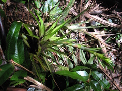 Tillandsia orogenes