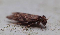 Echmepteryx hamiltoni