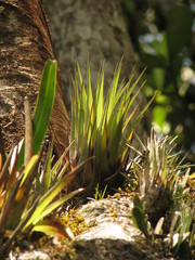 Tillandsia orogenes