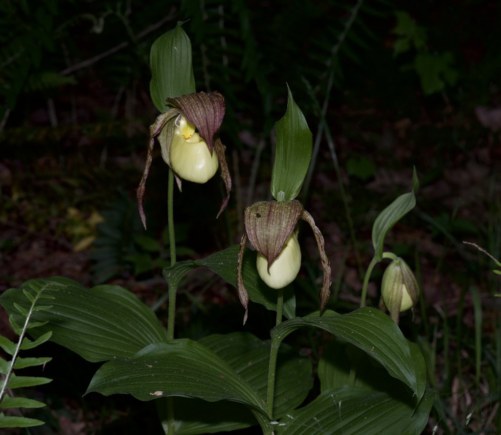 Cypripedium kentuckiense