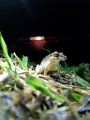 Craugastor fitzingeri