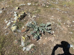 Asclepias californica