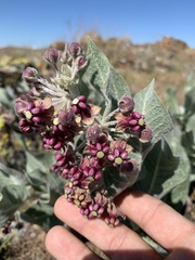 Asclepias californica