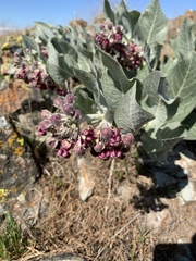 Asclepias californica